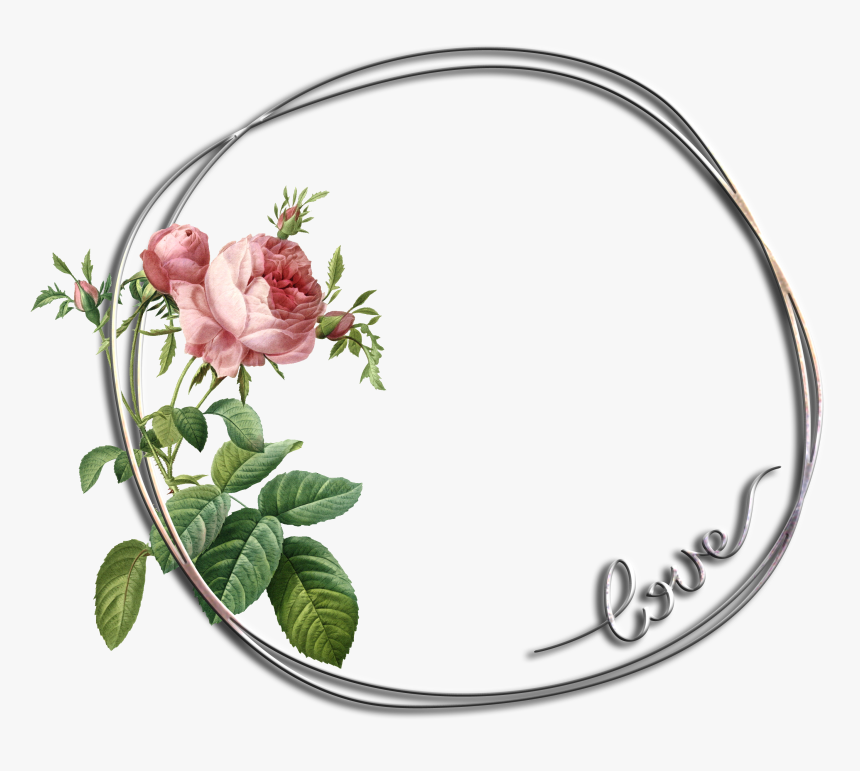 Rose Botanical Illustration, HD Png Download