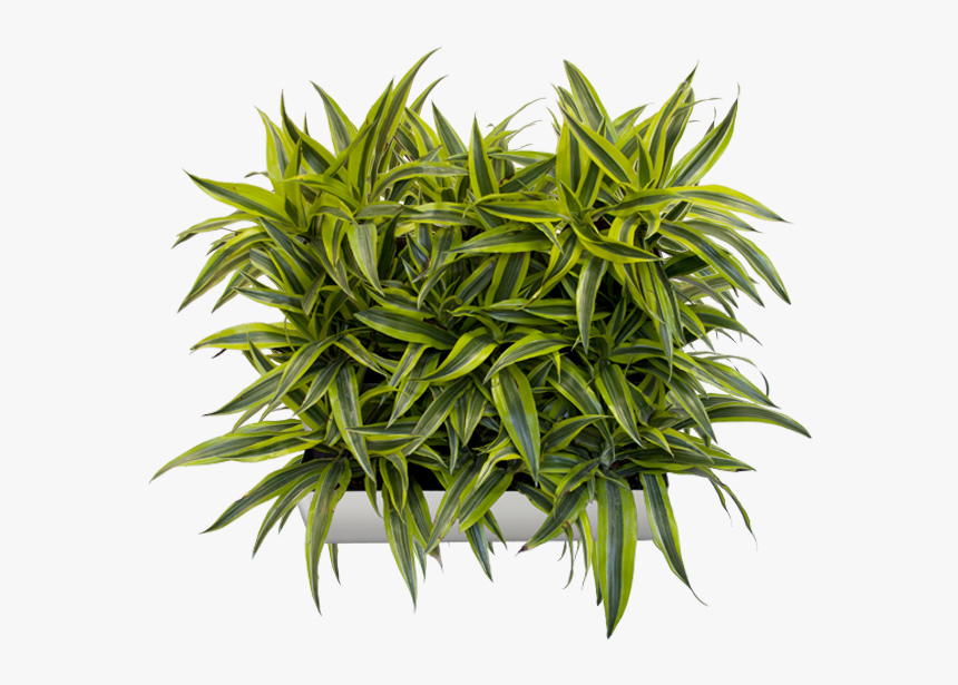 Vertical Garden Png - Plant For Vertical Garden Png, Transparent Png