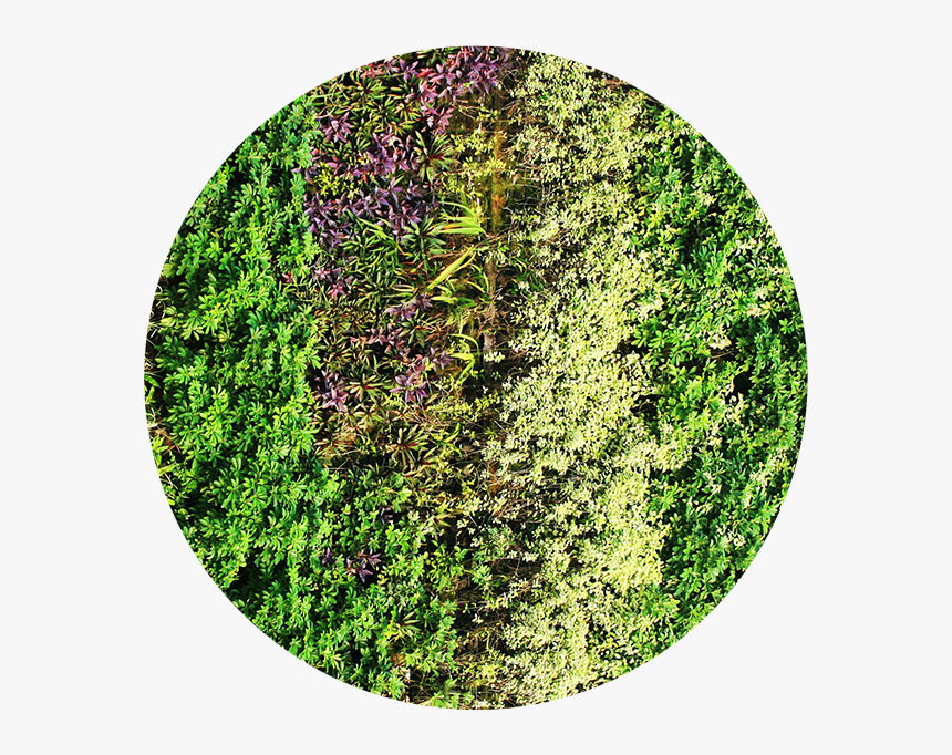 Jardim Vertical Hera Inglesa, HD Png Download