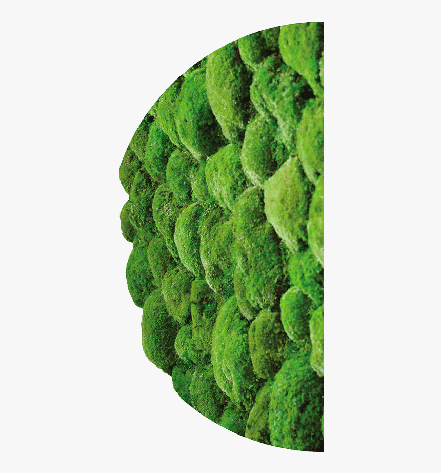 Zielone Ściany Z Mchu - Candied Fruit, HD Png Download