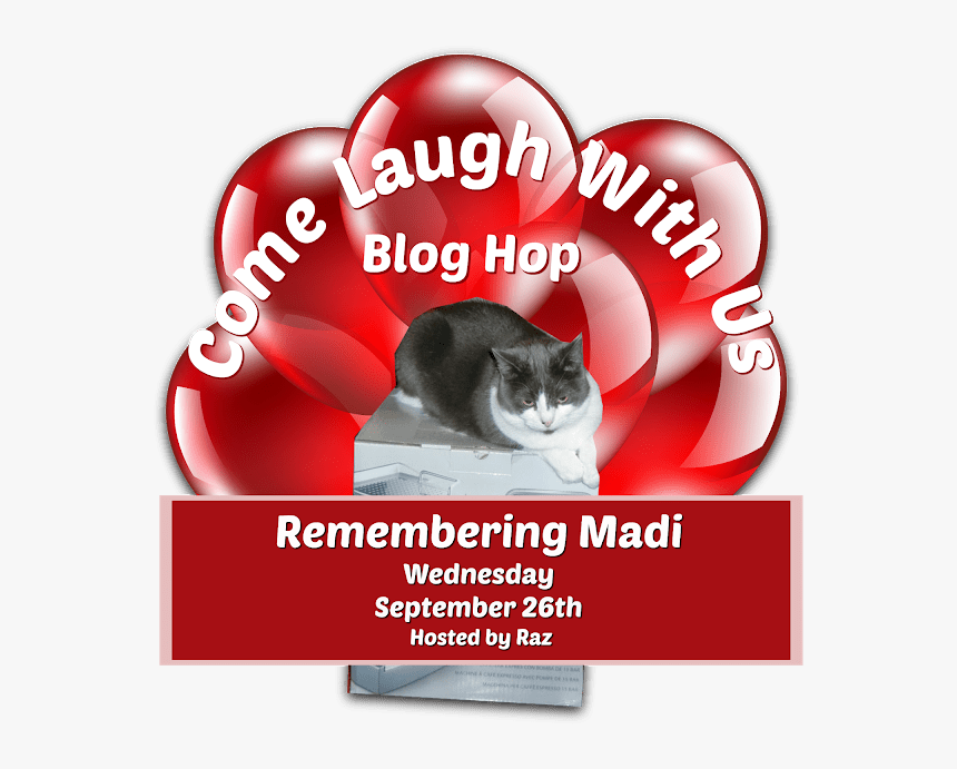 Domestic Short-haired Cat, HD Png Download