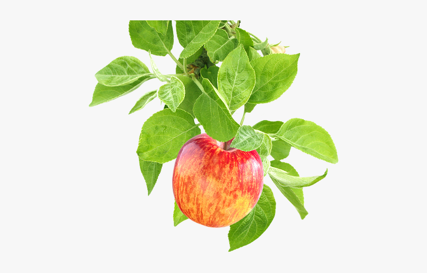 Apples On A Branch Png - Apple On Tree Png, Transparent Png