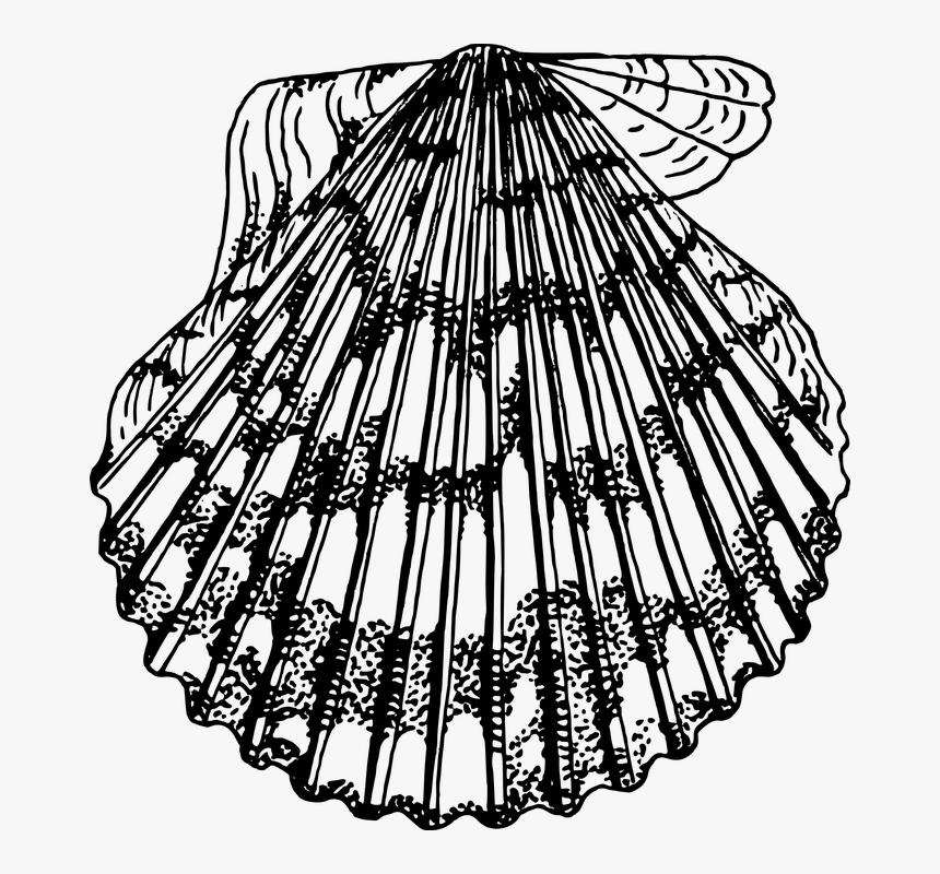 Scallops, HD Png Download