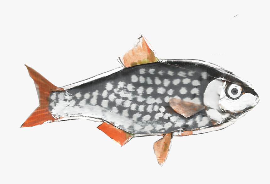 Giant Carp, HD Png Download