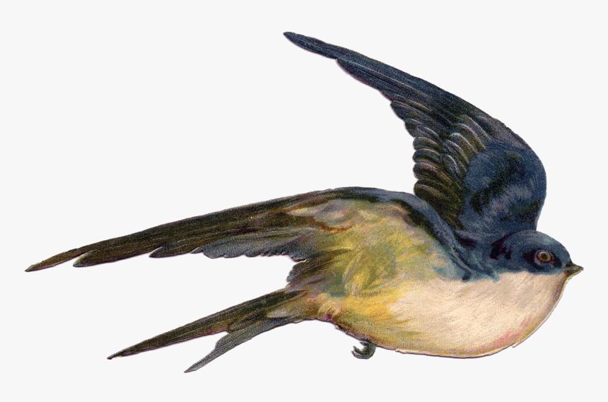Fairy Bird Png Photo - Vintage Flying Bird Illustration, Transparent Png
