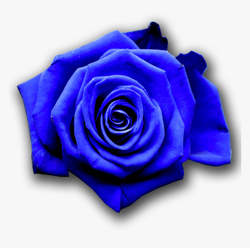 , Vw - Show Me Pictures Of Blue Flowers, HD Png Download