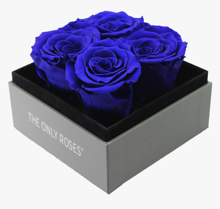 Garden Roses, HD Png Download