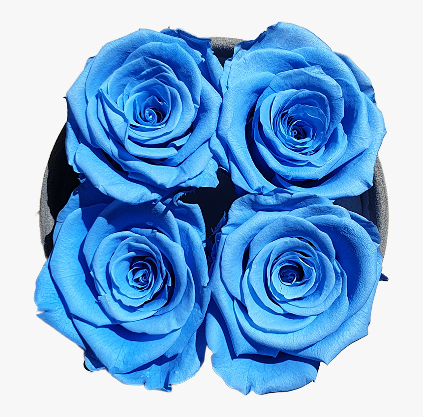 Four Blue Forever Roses 
 Class Lazyload Lazyload Fade - Floribunda, HD Png Download