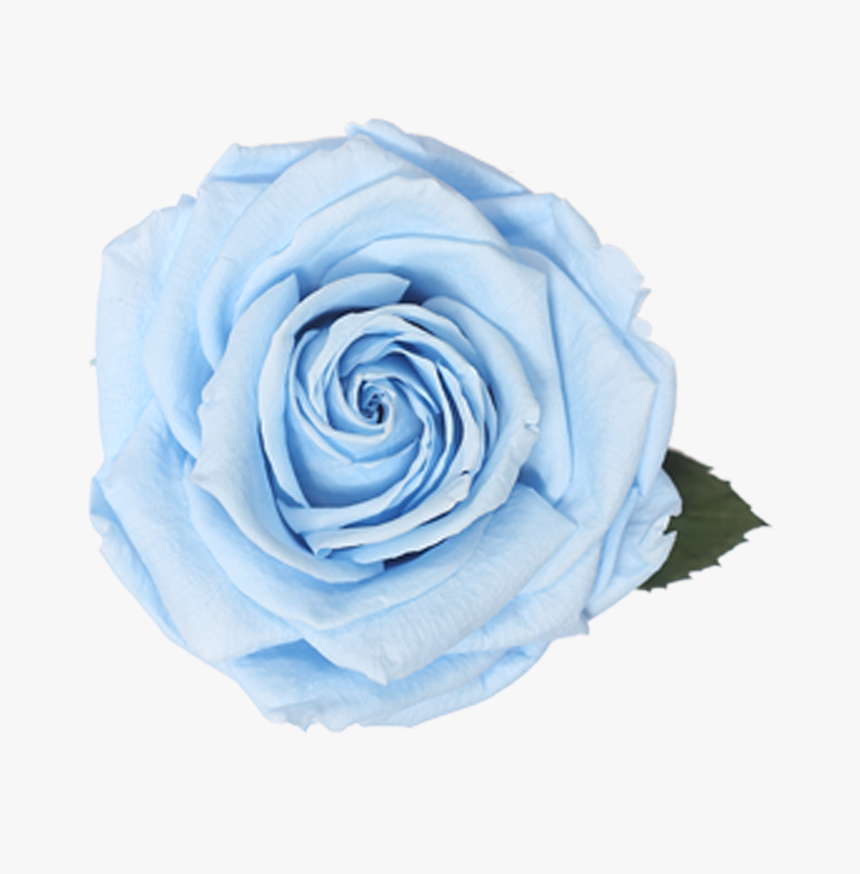 Floribunda, HD Png Download