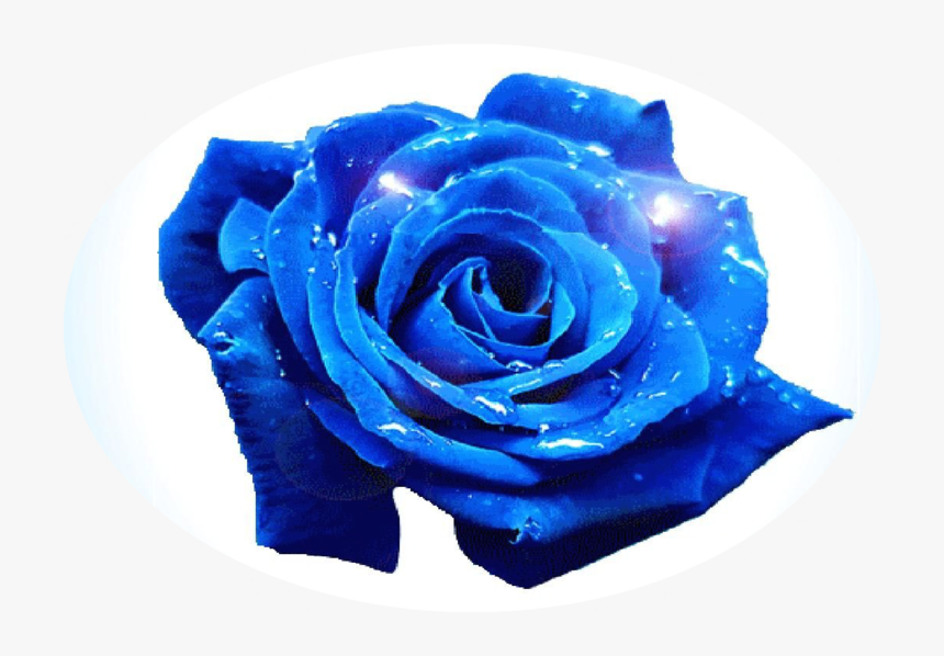 Blue Rose Png, Transparent Png