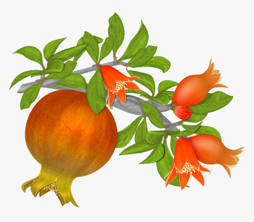 Pomegranate Tree Png - Pomegranate Flower Clipart Png, Transparent Png