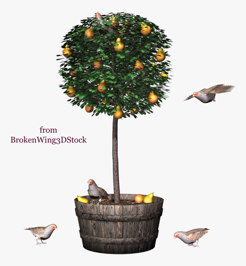 Kumquat Tree Png, Transparent Png