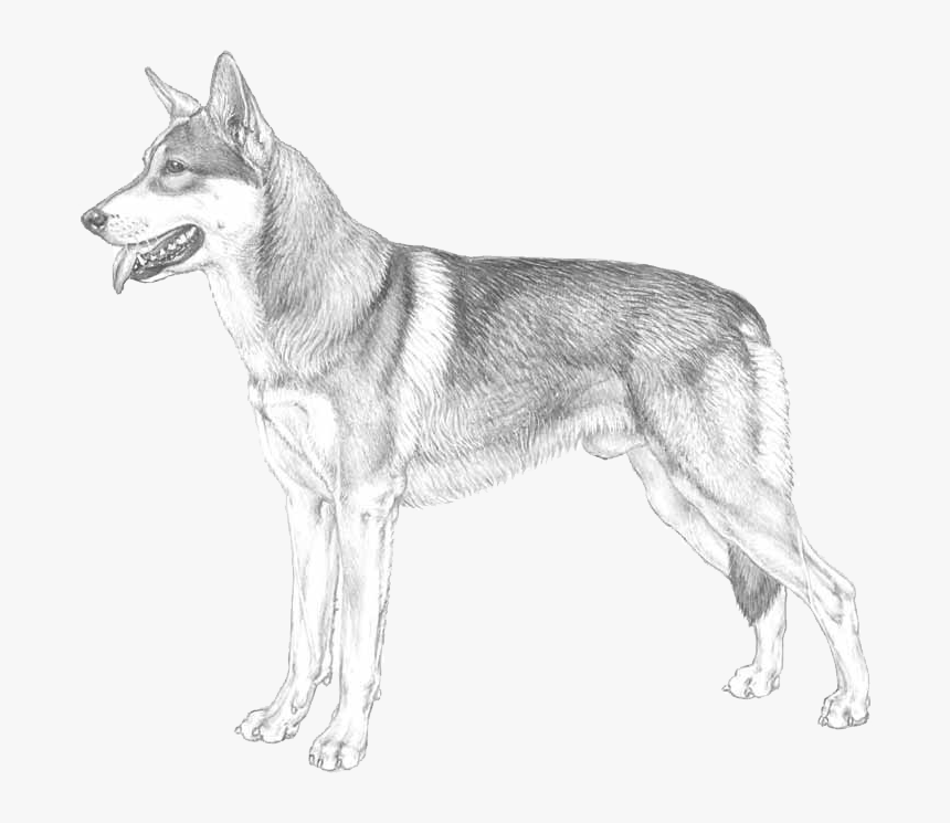 Dog Yawns, HD Png Download