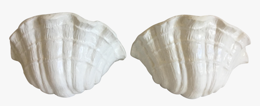 Clam, HD Png Download