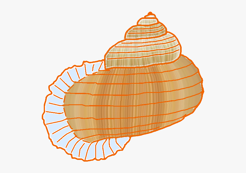 Annularia Pulchra Illustration - Illustration, HD Png Download