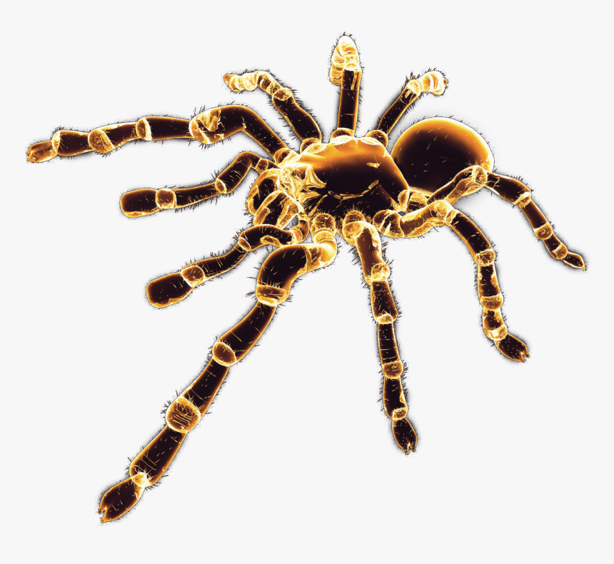 Spider Png Image - Spider Png Render, Transparent Png