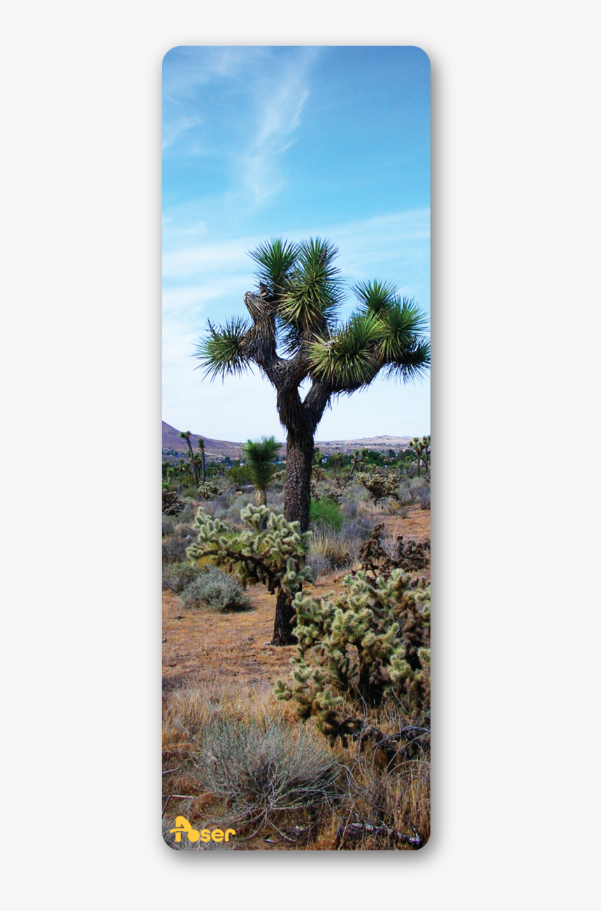 Borassus Flabellifer, HD Png Download