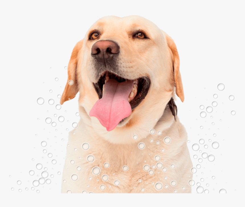 Conga´s Pet Grooming - Labrador Lengua, HD Png Download