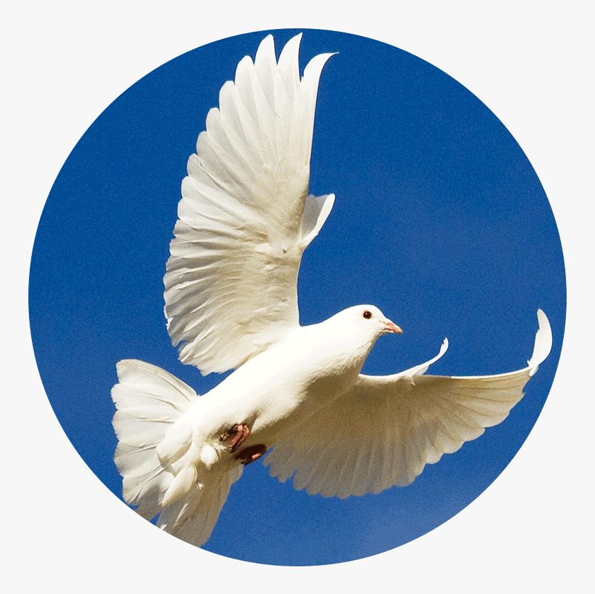 Dove - Se Celebra El 21 De Septiembre, HD Png Download