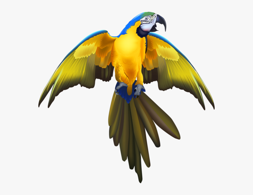 Cafepress Pirate Parrot Round Coaster , Png Download - Macaw Spreaded Wings Drawing, Transparent Png