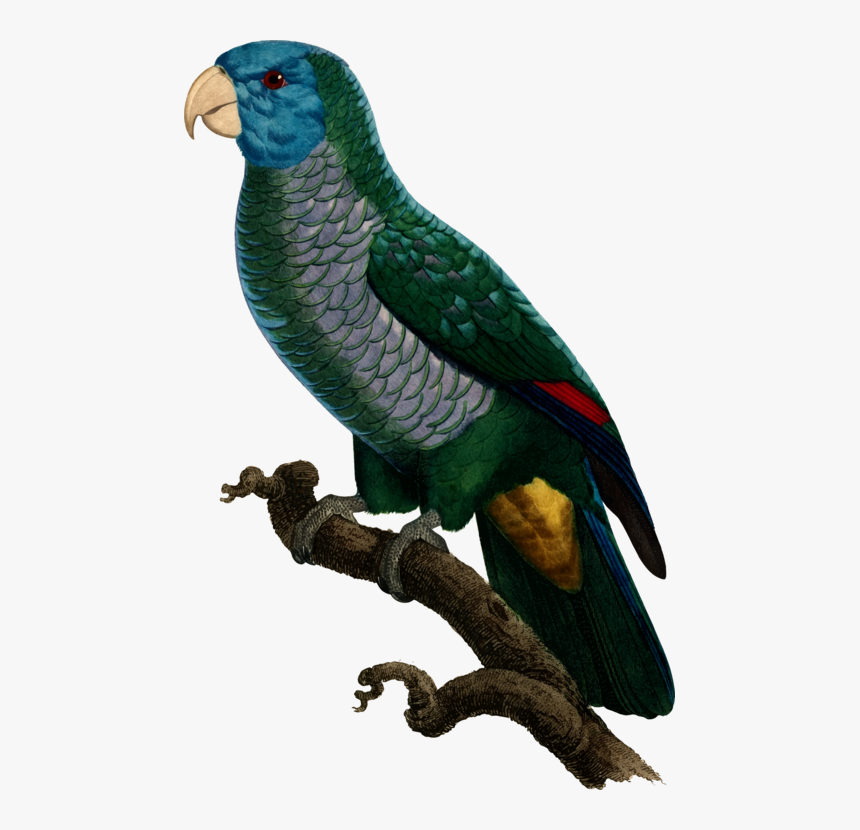 All Photo Png Clipart - True Parrot, Transparent Png