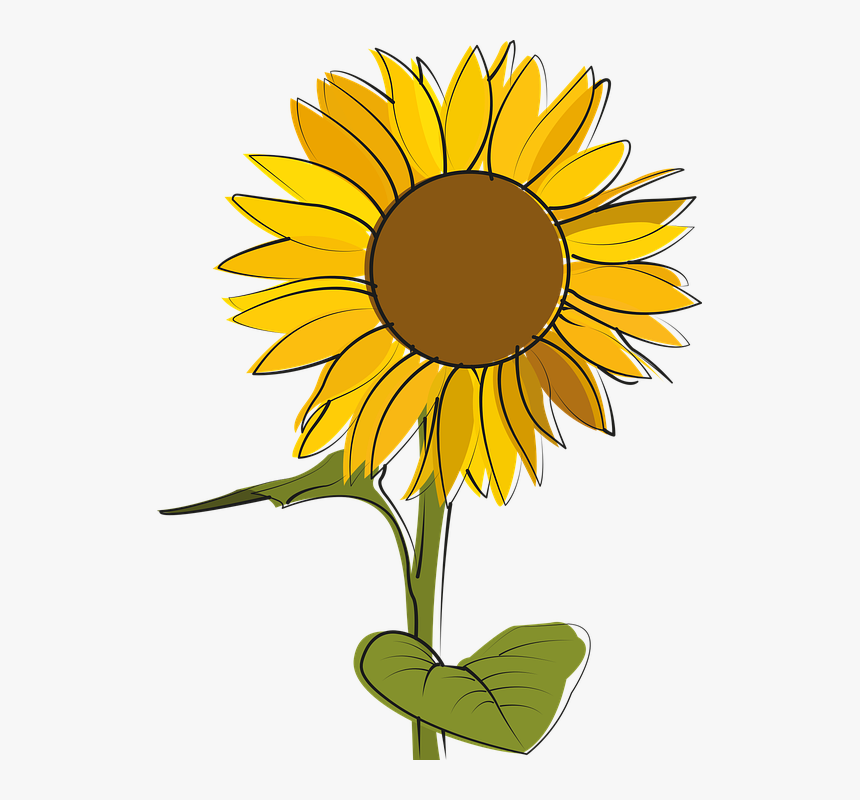 Sunflower, HD Png Download