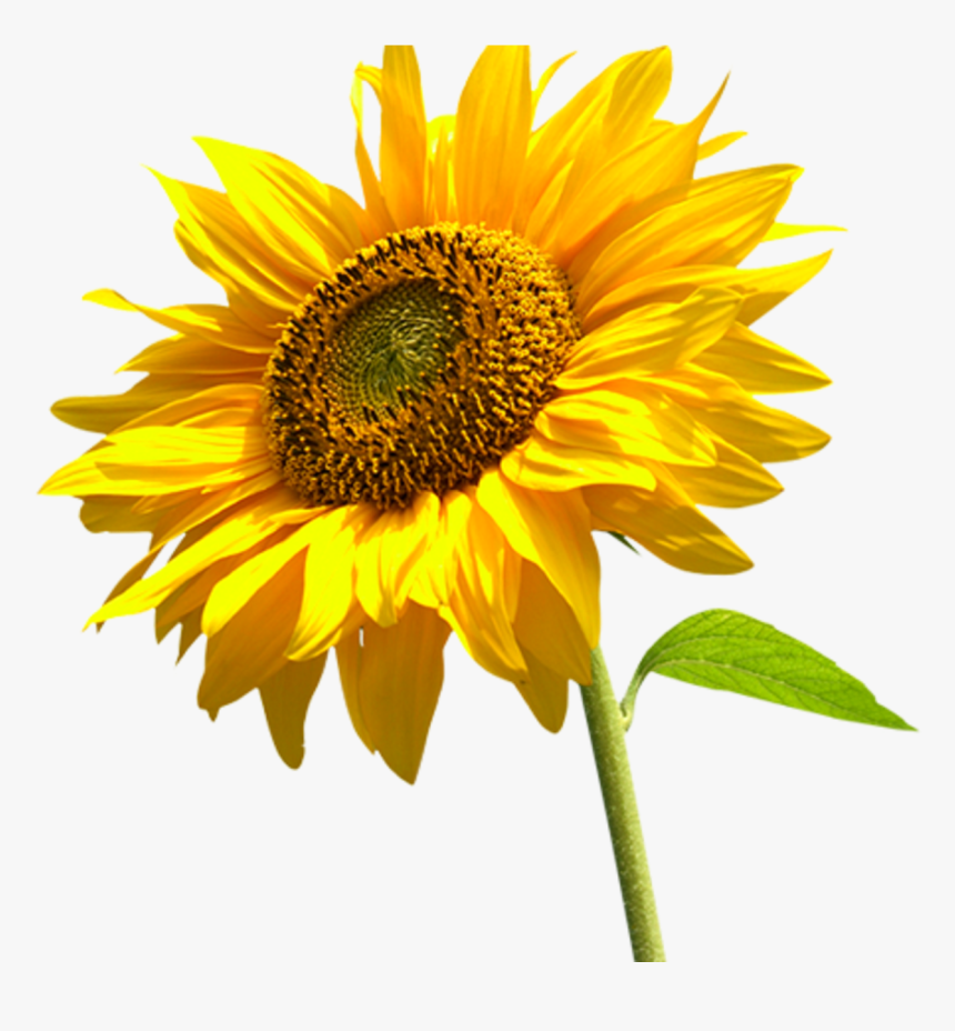 Real Sunflower Transparent Background, HD Png Download