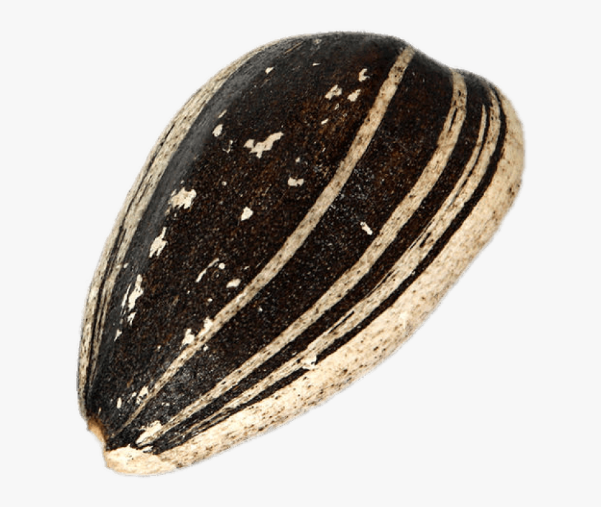Sunflower Seeds Png - Sunflower Seed Png, Transparent Png