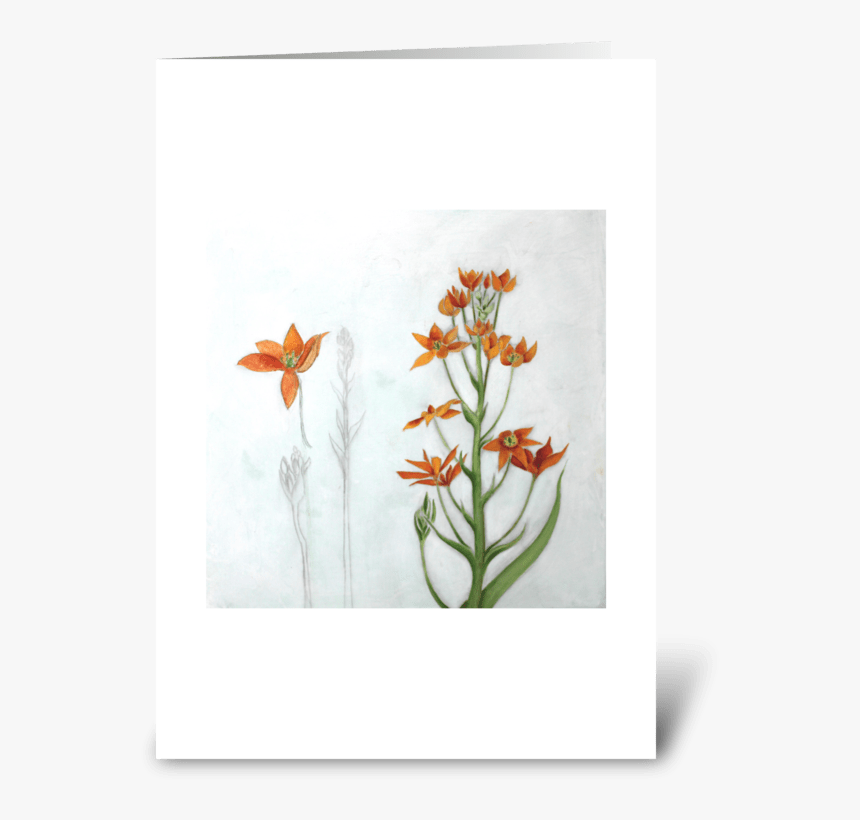 Orange Star Greeting Card - Orange Lily, HD Png Download