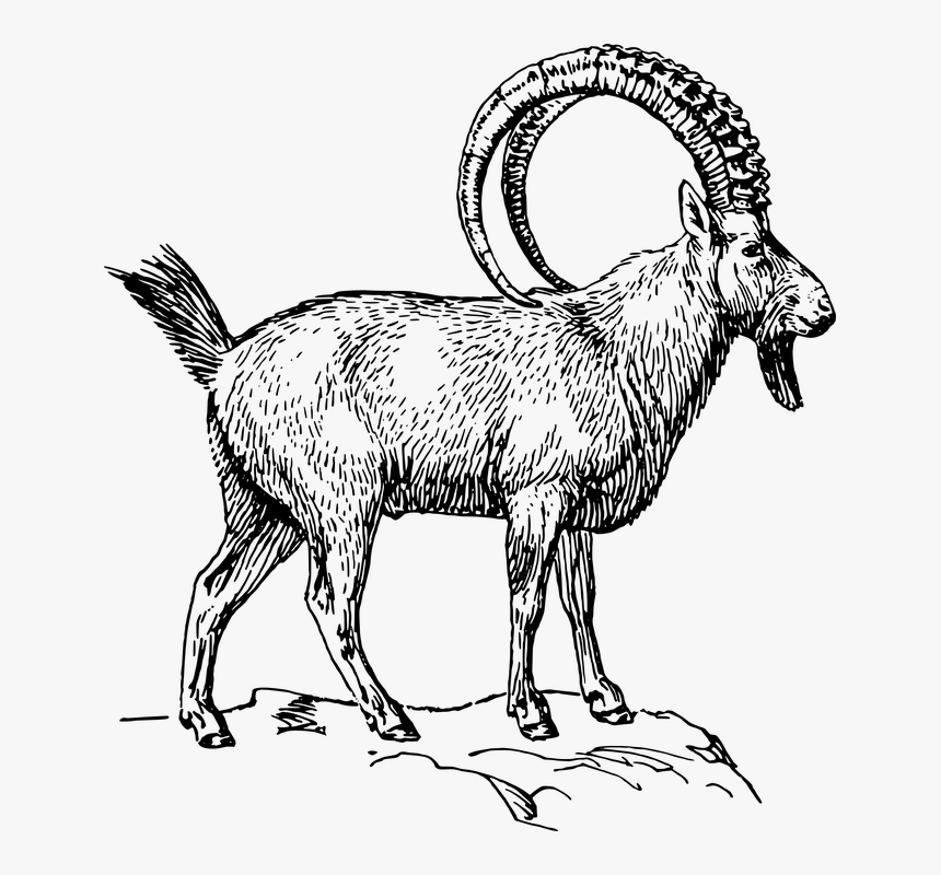 Alpine Ibex Clipart, HD Png Download