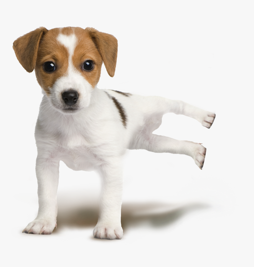Jack Russell Terrier Parson Russell Terrier Rat Terrier - Jack Russell Terrier, HD Png Download