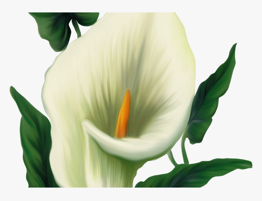 Calla Lily Png Picture Transzfer Pinterest Calla Lilies - Free Easter Clip Art, Transparent Png
