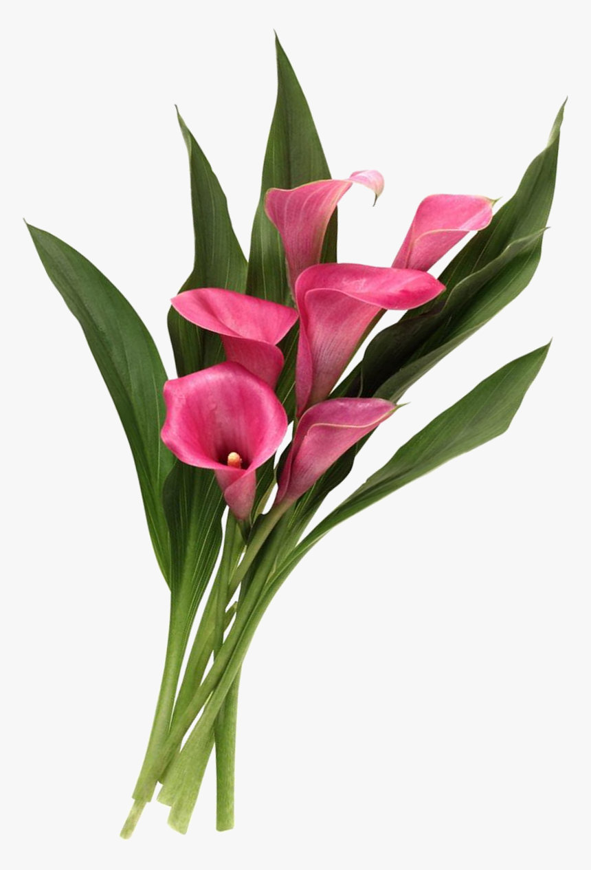 Calla Lilies - Calla Lilies Png, Transparent Png