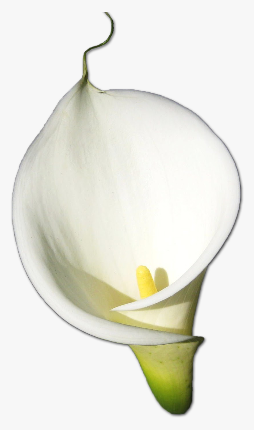 Callalily, HD Png Download