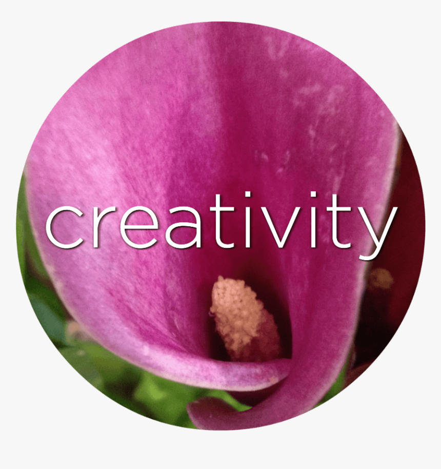 Common Peony, HD Png Download