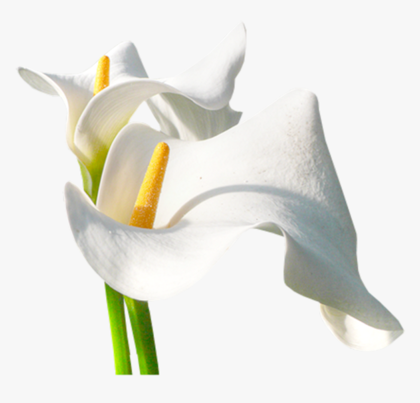 Calas Png, Transparent Png