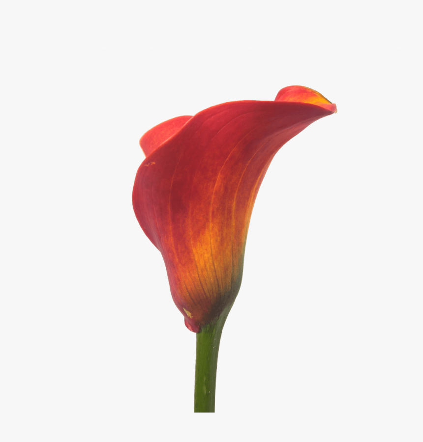 Calla Trinity - Arum, HD Png Download