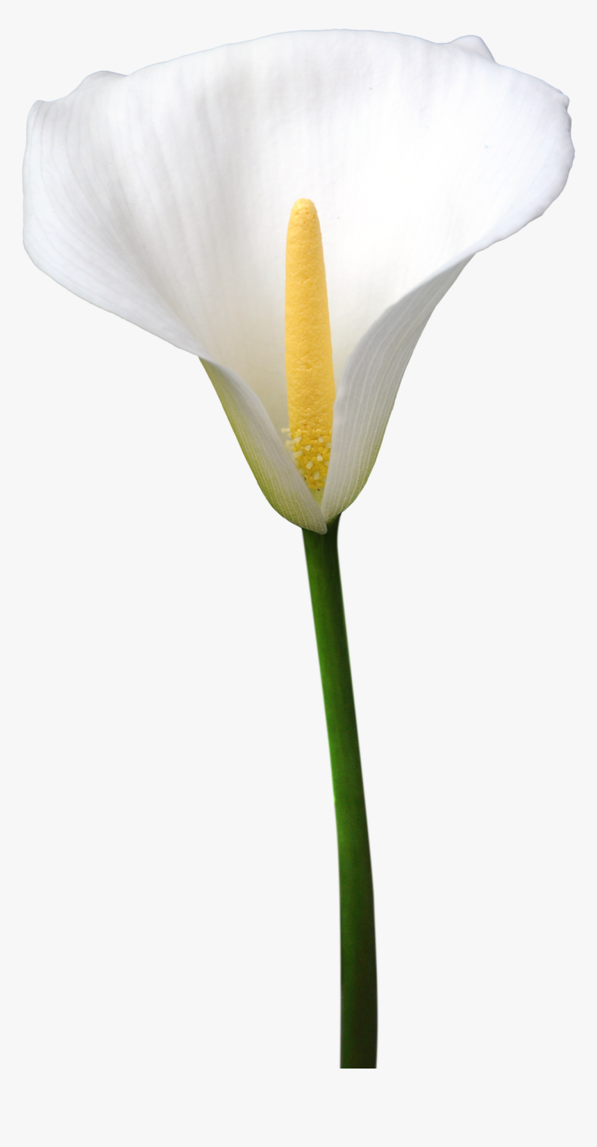 Zantedeschia Aethiopica 002 - Arum, HD Png Download