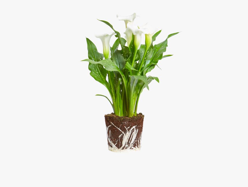 Arum Lily - Planta Zamioculca Png, Transparent Png