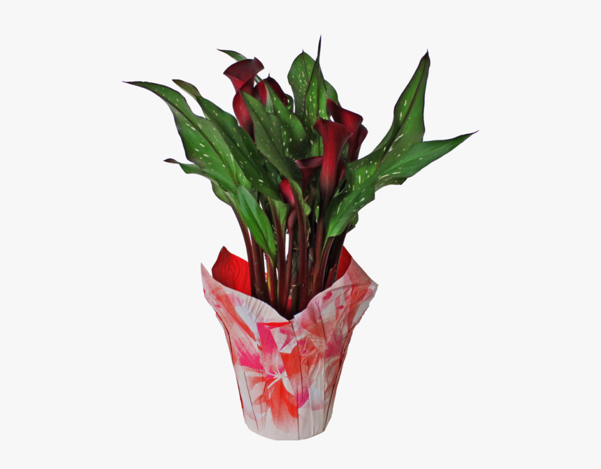 Giant White Arum Lily, HD Png Download