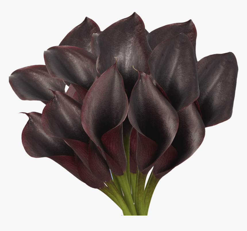 Tulip, HD Png Download