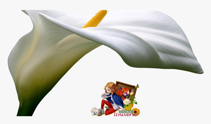 Giant White Arum Lily, HD Png Download