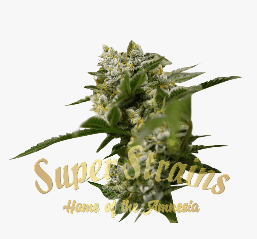 Ibiza Farmer Cannabis Seeds By Super Strains - Anatomy Of Cannabis, HD Png Download