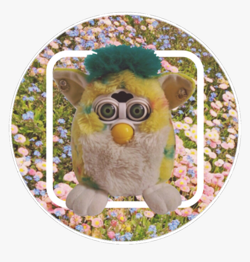 Owl, HD Png Download