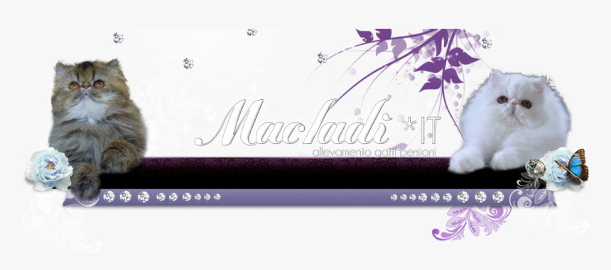Macladì Himmies - Floral Design, HD Png Download
