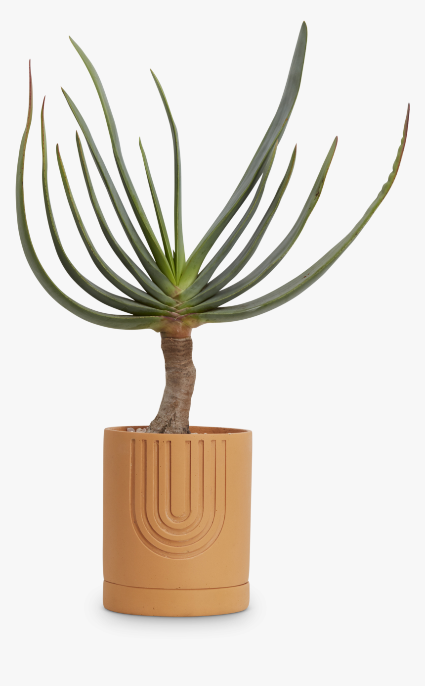 Etch Pots Capra Designs, HD Png Download