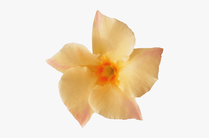 Sundaville® Apricot - Desert Rose, HD Png Download