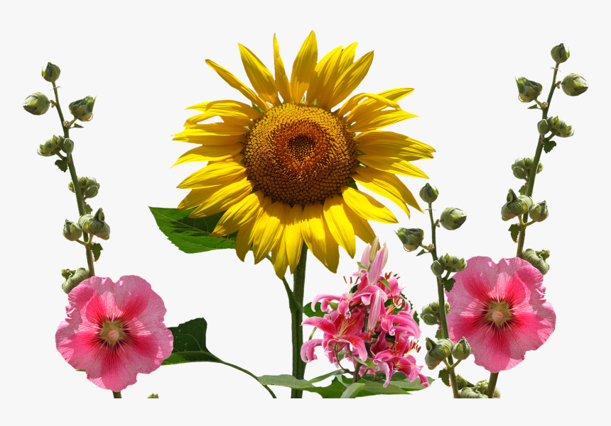 ดอก ชบา ดอก ทานตะวัน, HD Png Download