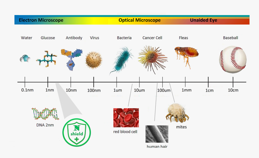 Marine Invertebrates, HD Png Download