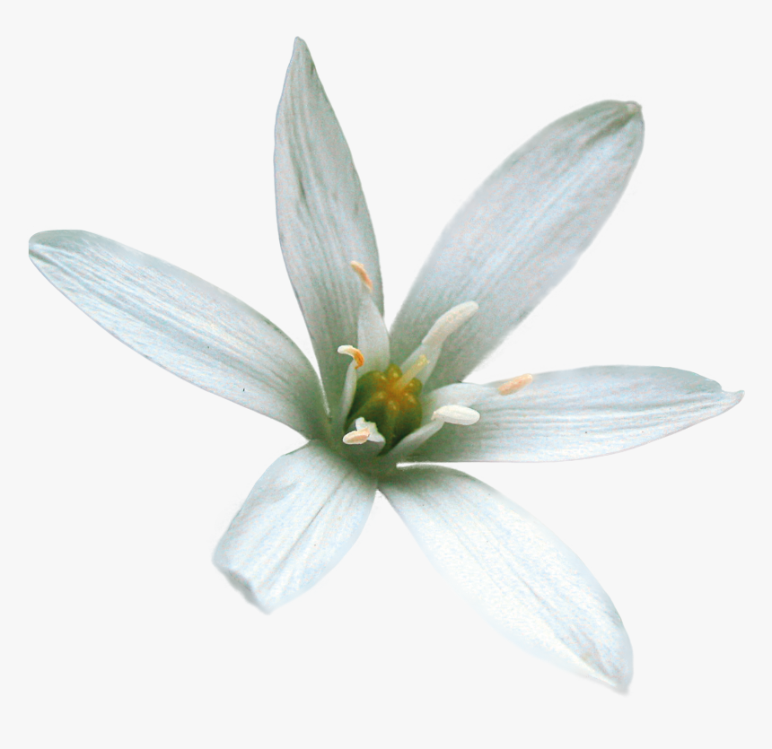 Lily Family, HD Png Download